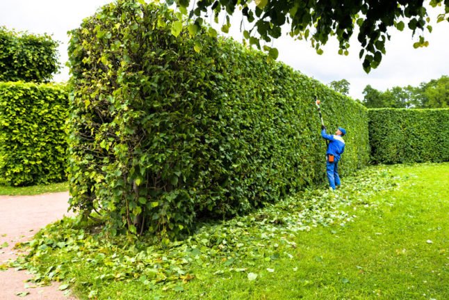 Man,Is,Cutting,Hedge,In,The,Park.,Professional,Gardener,In