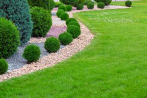 Read more about the article Authentic Tips To Keep Your Evergreen Trees Healthy