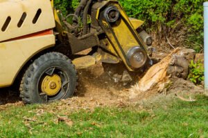 Read more about the article 5 Important Facts To Know About Stump Grinding
