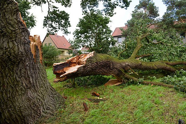 You are currently viewing Who’s Responsible For A Fallen Tree? Let’s find out