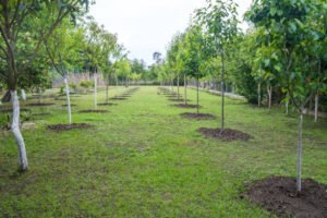 Read more about the article Vital Tips And Tricks Homeowners Must Essentially Take To Care For Newly Planted Trees