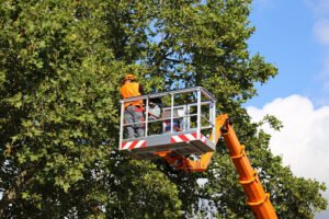 Read more about the article 5 Services Offered By Every Tree Care Company