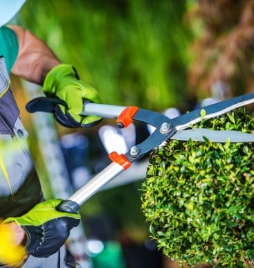 Gardener Trimming Plants:gardener, garden, topiary, flowers, flower, cut, trim, trimming, plant, professional, profession, nature, decoration, specie, business, men, worker, working, job, passion, hobby, trimming, taking care, harvest, harvesting, plantation, store, backyard garden, grow, growing, vegetation, spring, summer, agriculture, farm, farmer, farming, season, horizontal, male, caucasian