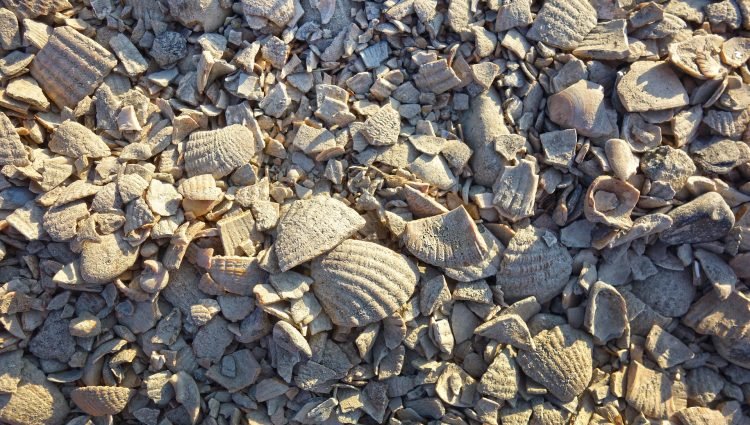 crushed-shells-g5121d3d5f_1920