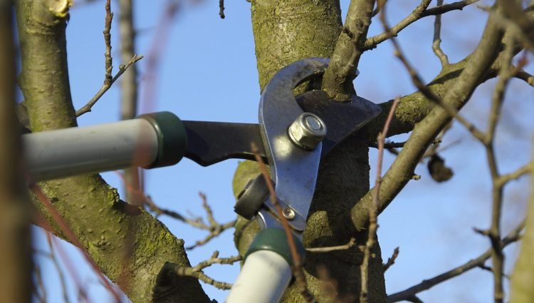 fruit-tree-pruning
