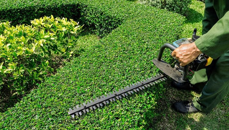 hedge-trimming-sussex-1