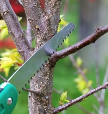 how-to-prune-a-tree