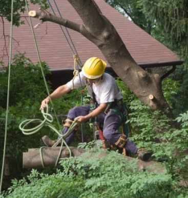 Professional tree remover.
