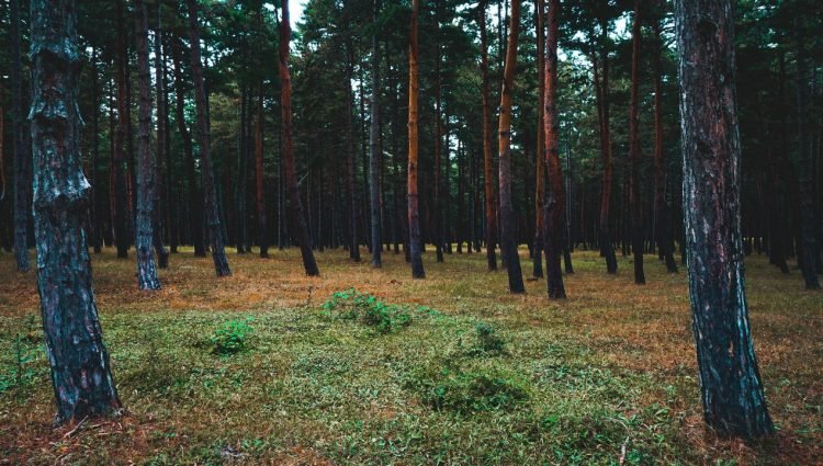 pexels-george-shervashidze-1343947