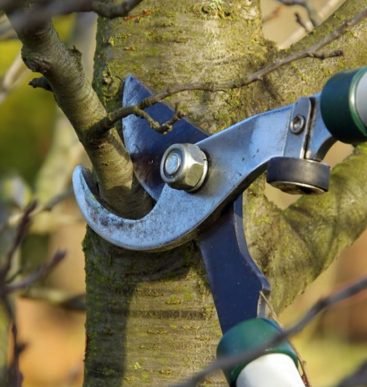 photo-Tree-pruning-810x729