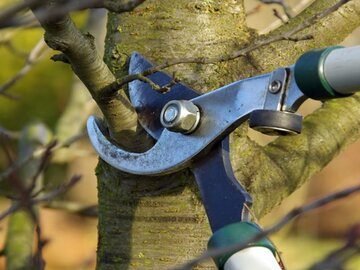 rsz_1photo-tree-pruning-810x729-1