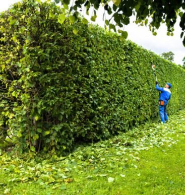 Man,Is,Cutting,Hedge,In,The,Park.,Professional,Gardener,In