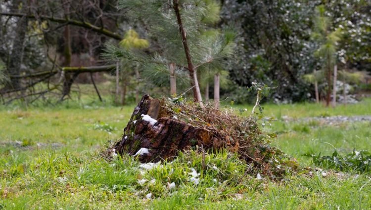 Tree Clearance Service in Dublin