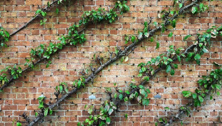 tree-g2db4bb97e_1920